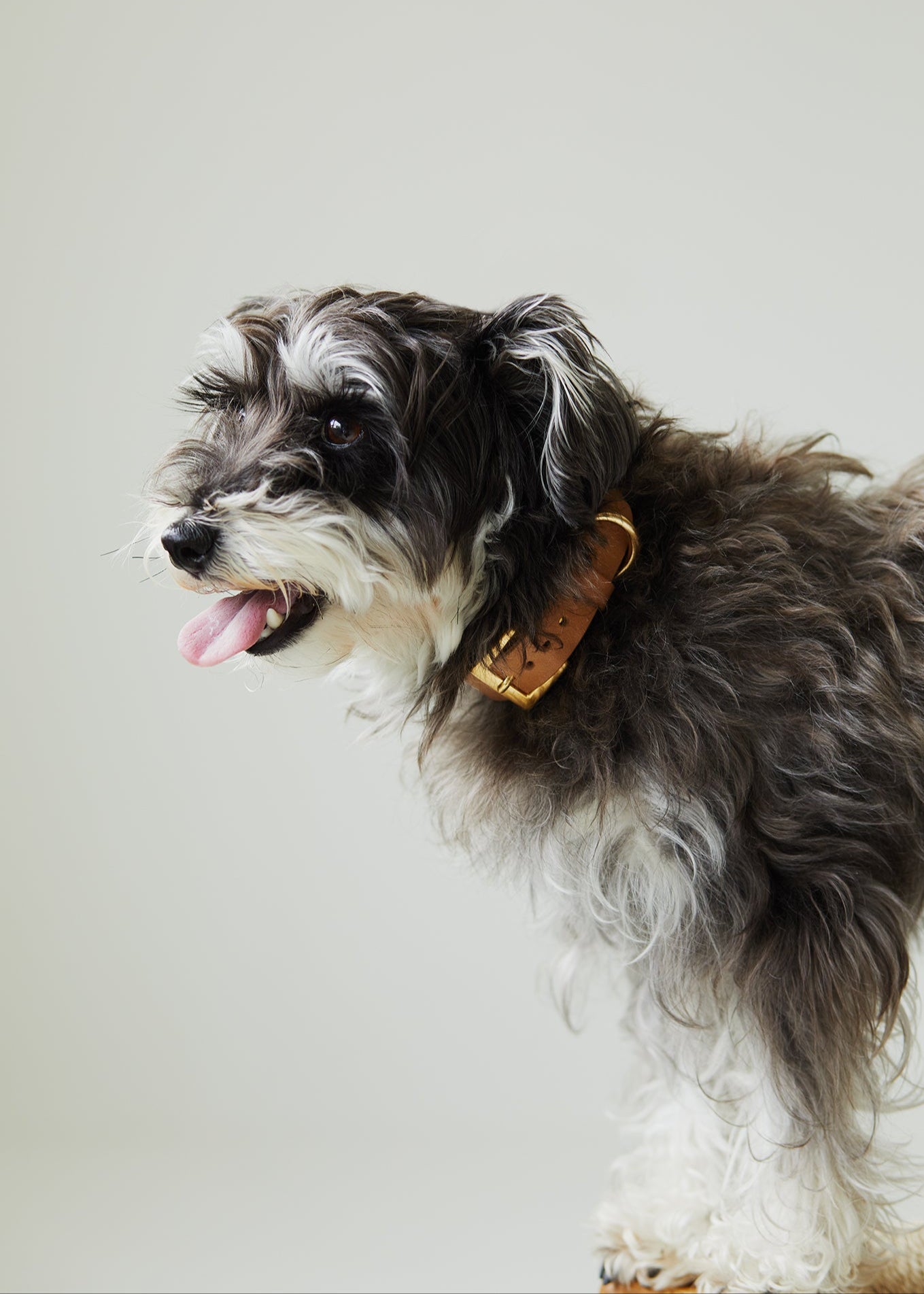 Dog Collar